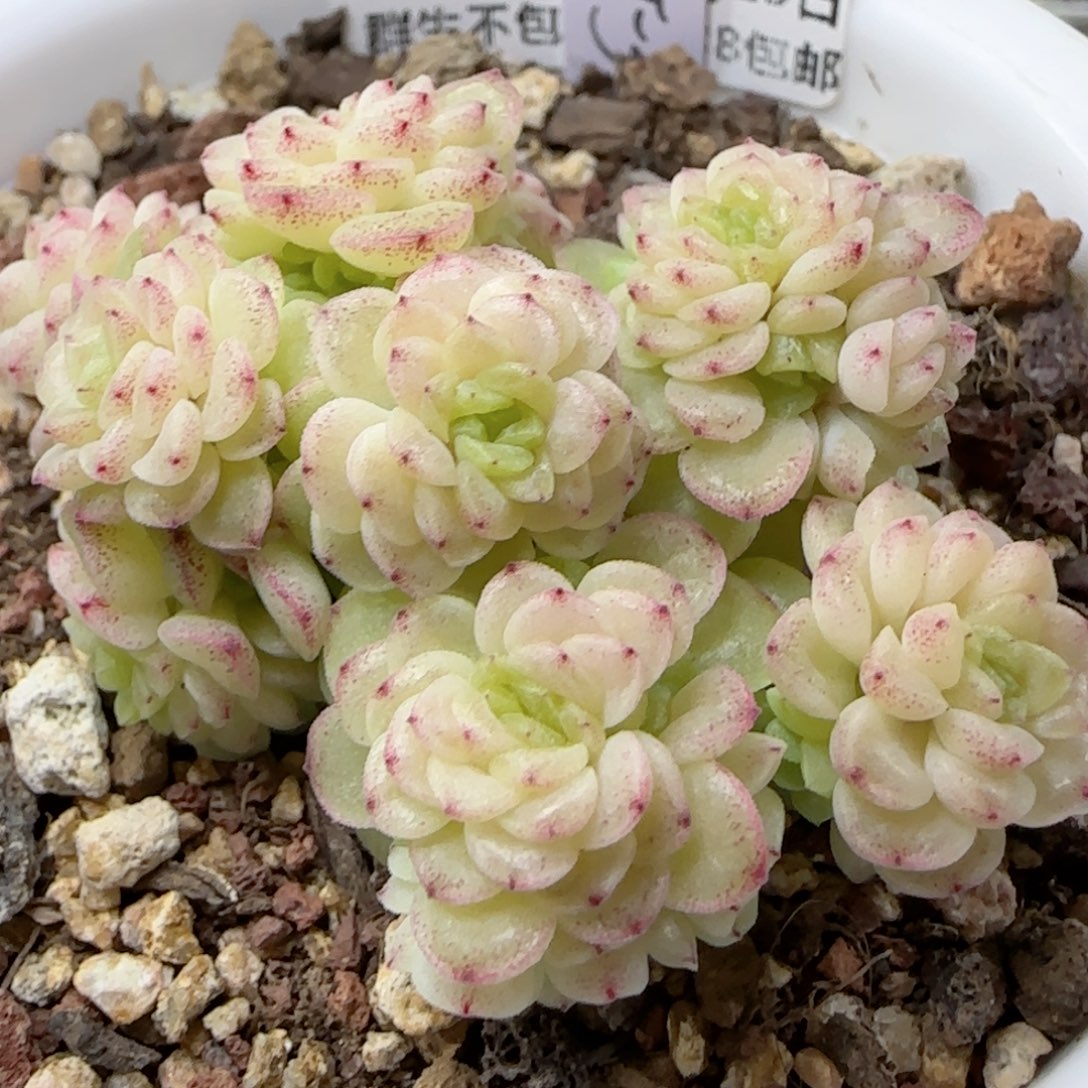 【闪购商品】0223-169（ht-3）