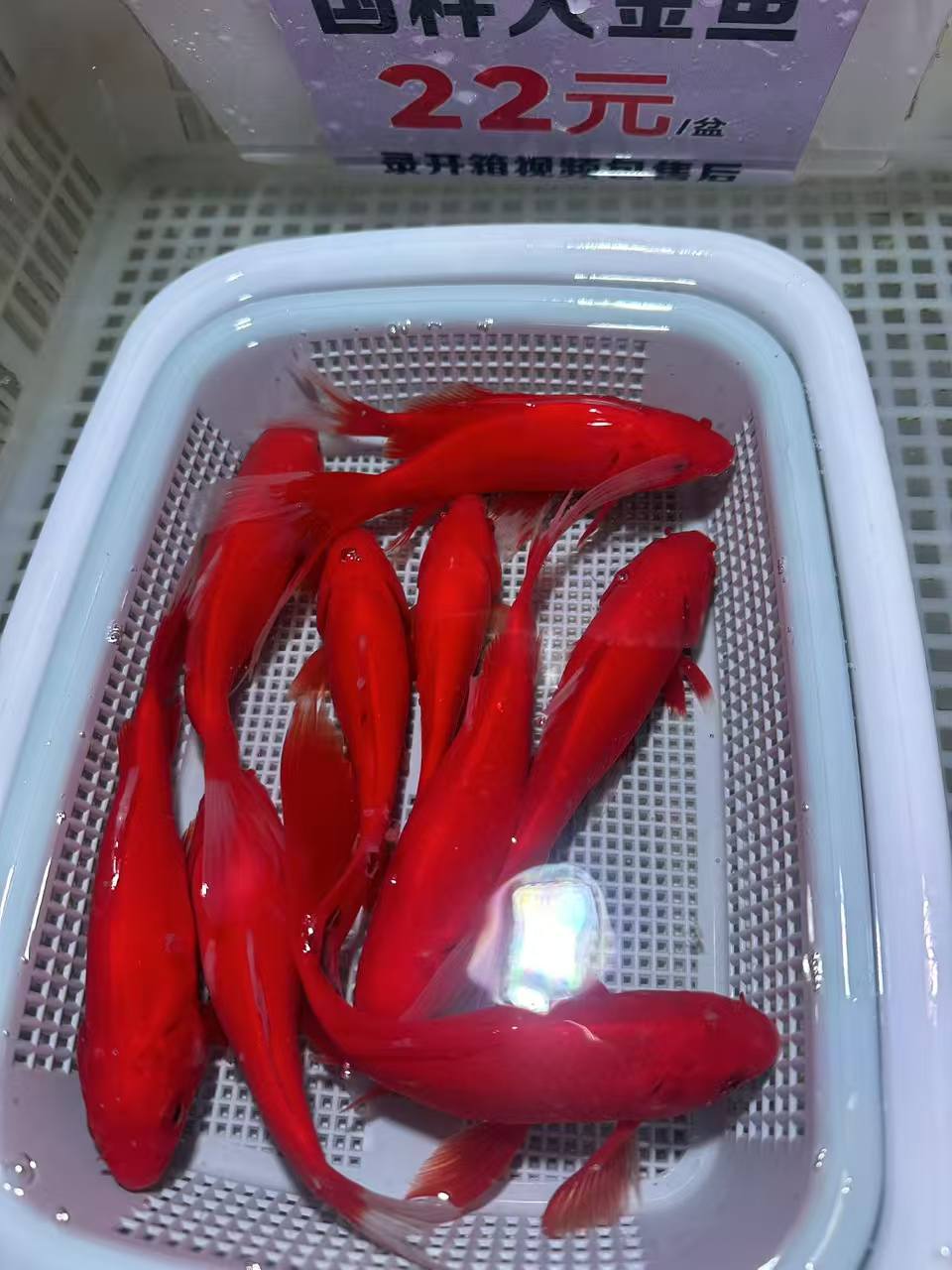【红十]】（8-10cm）凤尾大红草十条锦鲤金鱼观赏鱼冷水鱼好养耐活