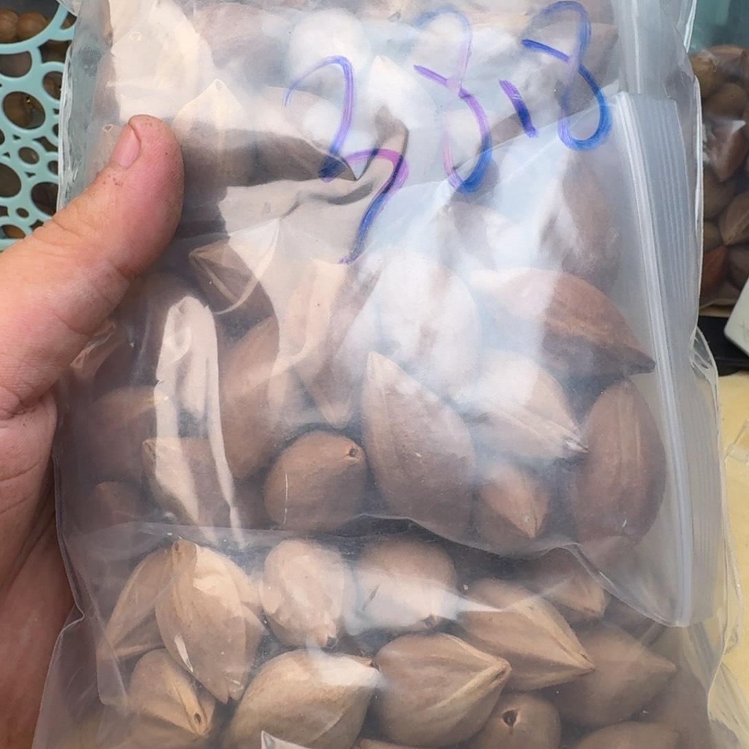 橄榄核手串/手链1