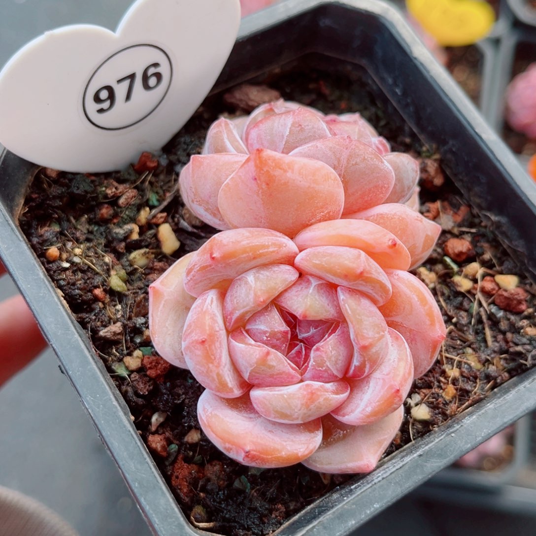 976号小老桩石榴籽星影双头