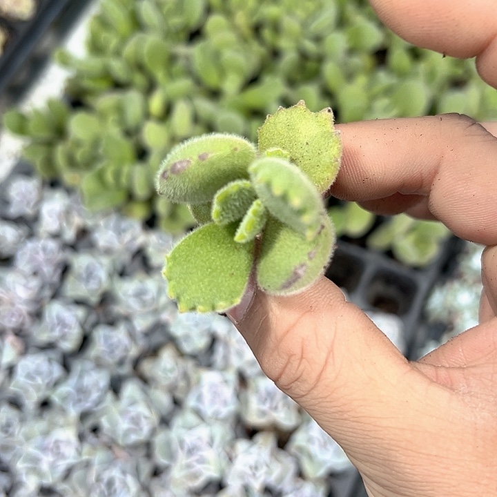 绿体熊童子 满10颗包邮