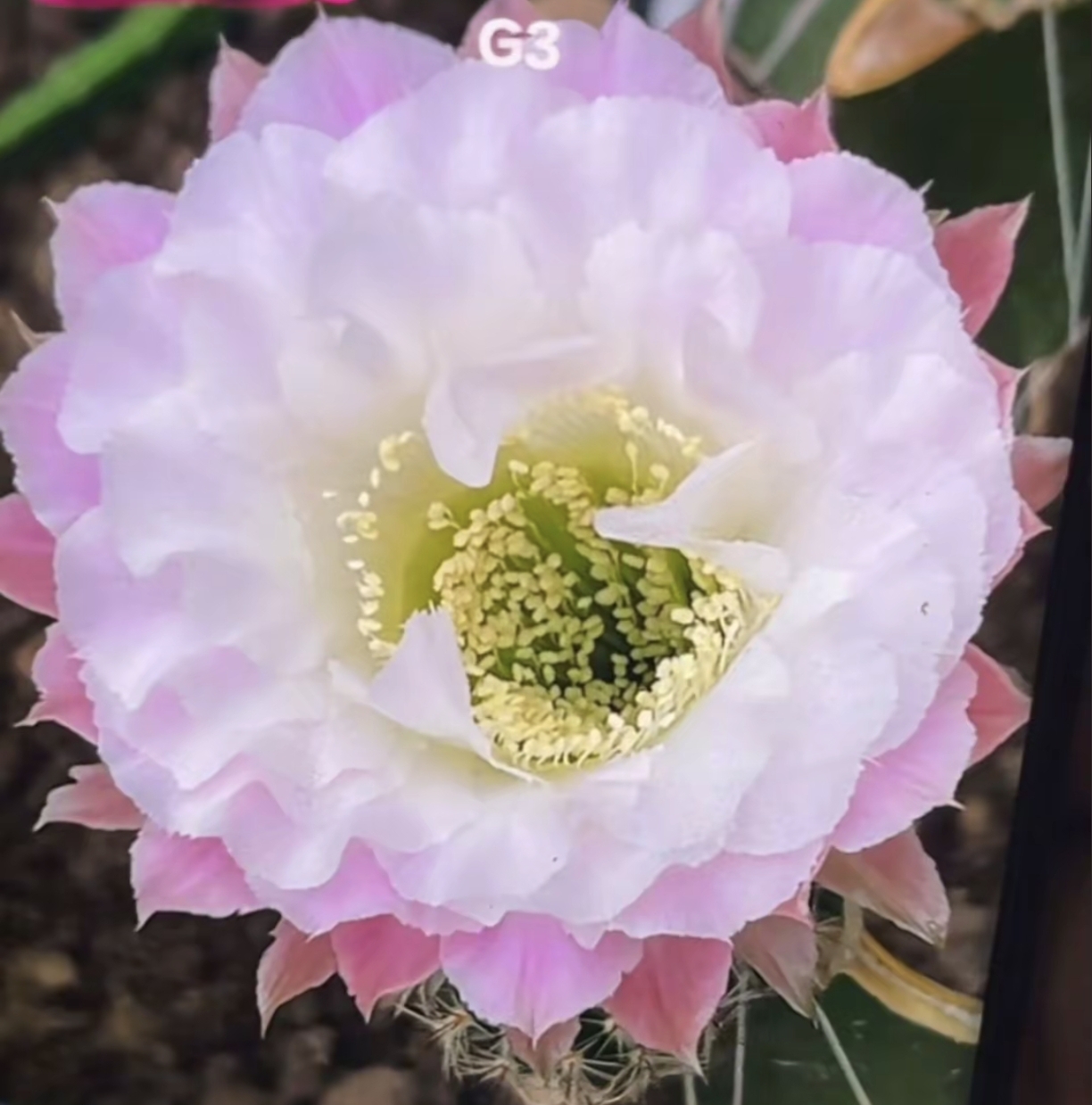 彩草G3无根侧芽歪 满28米包邮非偏远