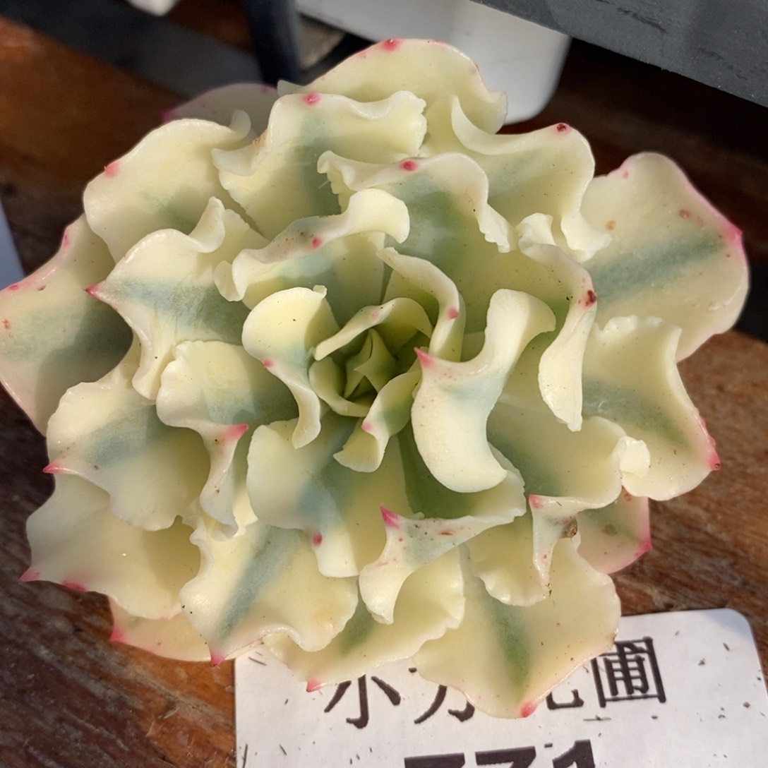 771海啸锦大单头头盖