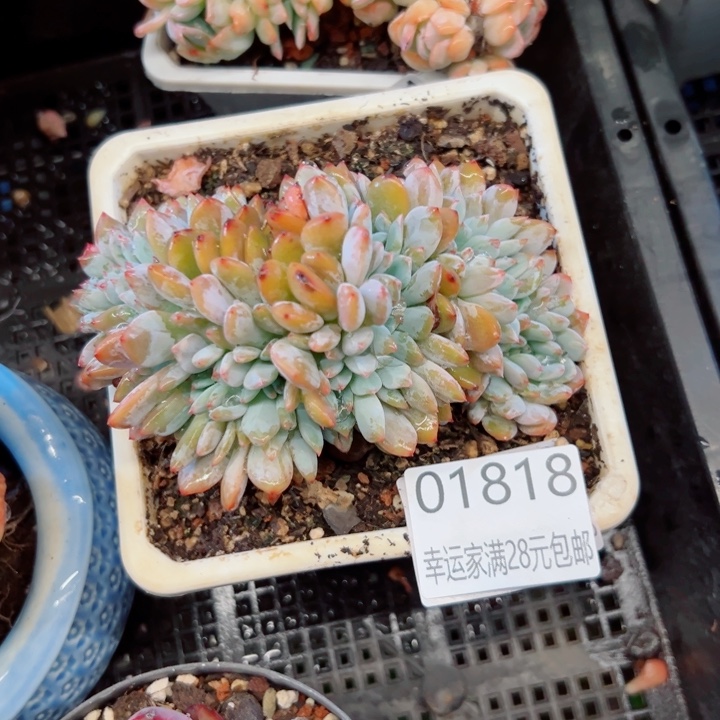 幸运儿的一个小秘密就是