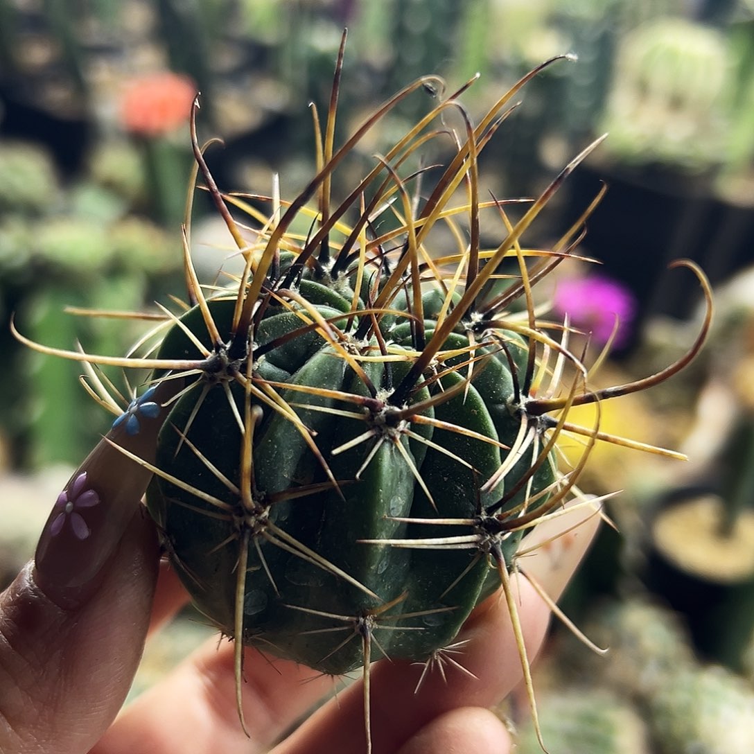 狂风仙人球11111111111