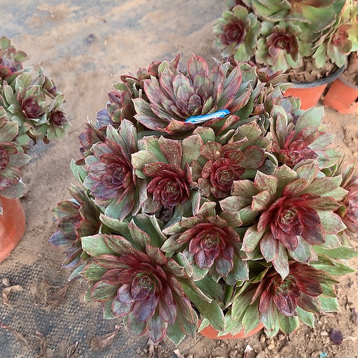 多肉植物红丝绒39