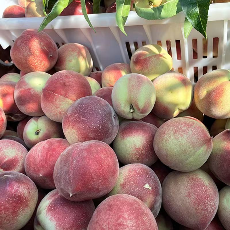 【次日达】重庆高山红玉桃子高山红玉甜脆桃子80克到100克5斤包邮重庆市