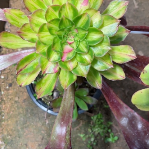 ?**?多肉植物知否锦