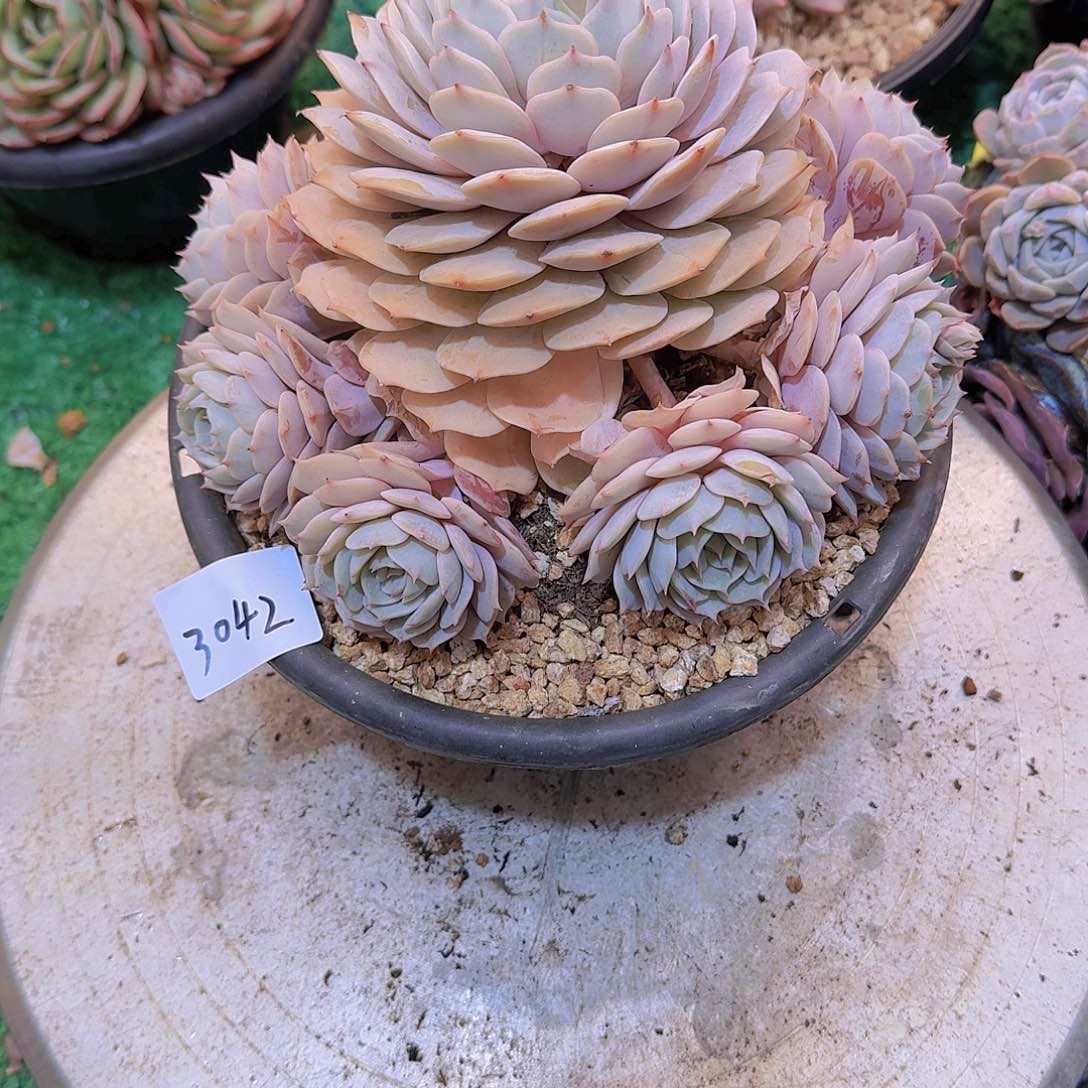 华****金3042粉蝶多肉植物