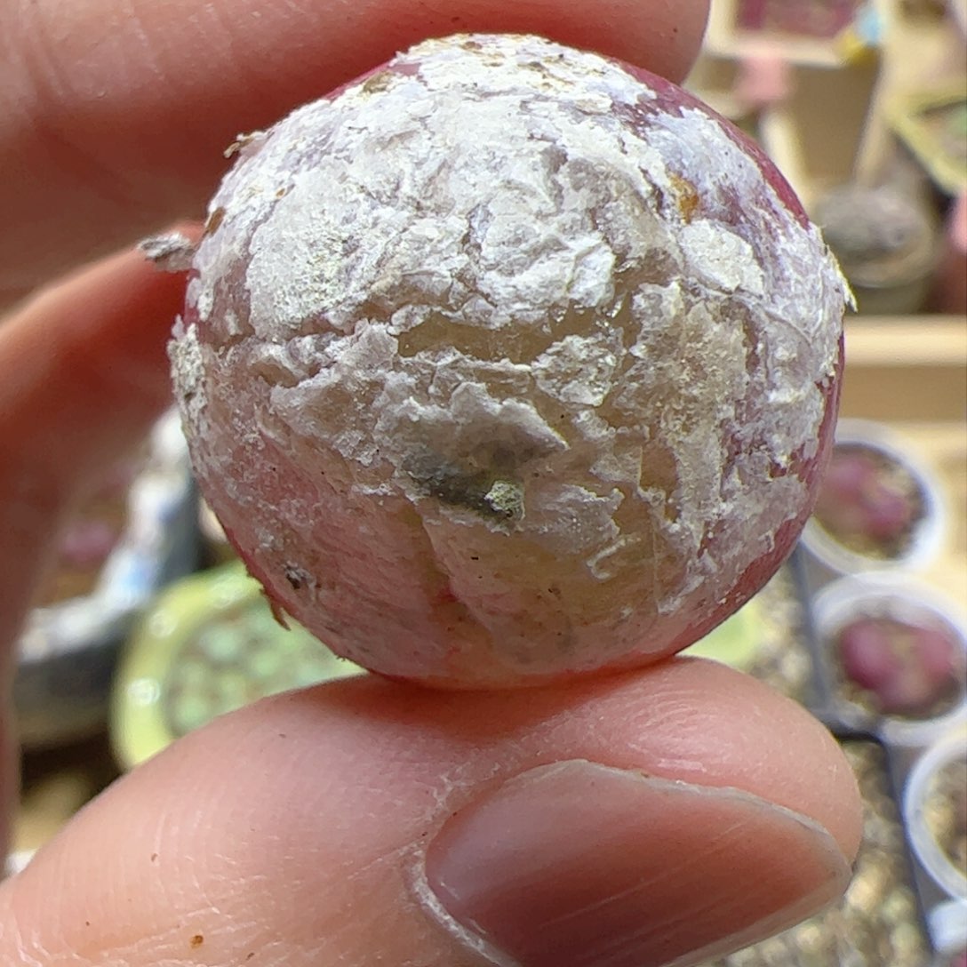 【闪购商品】350 灯泡