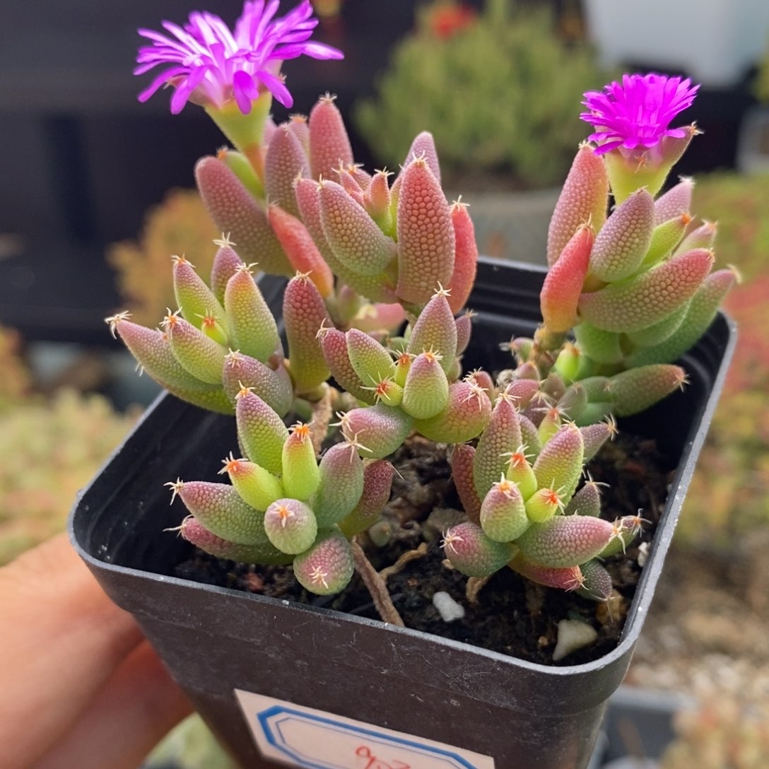 903号实生玉米枝干多肉