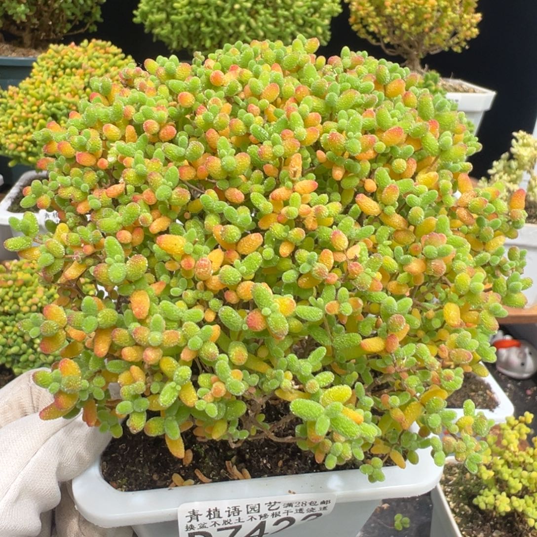 D7423蜜桔糖球枝干