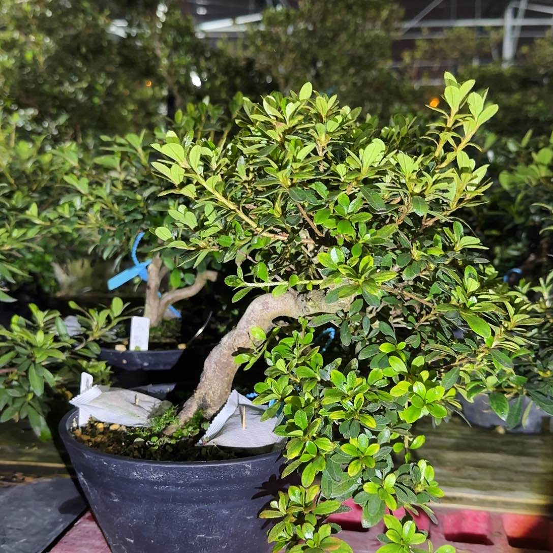 完全开放美咲有花朵