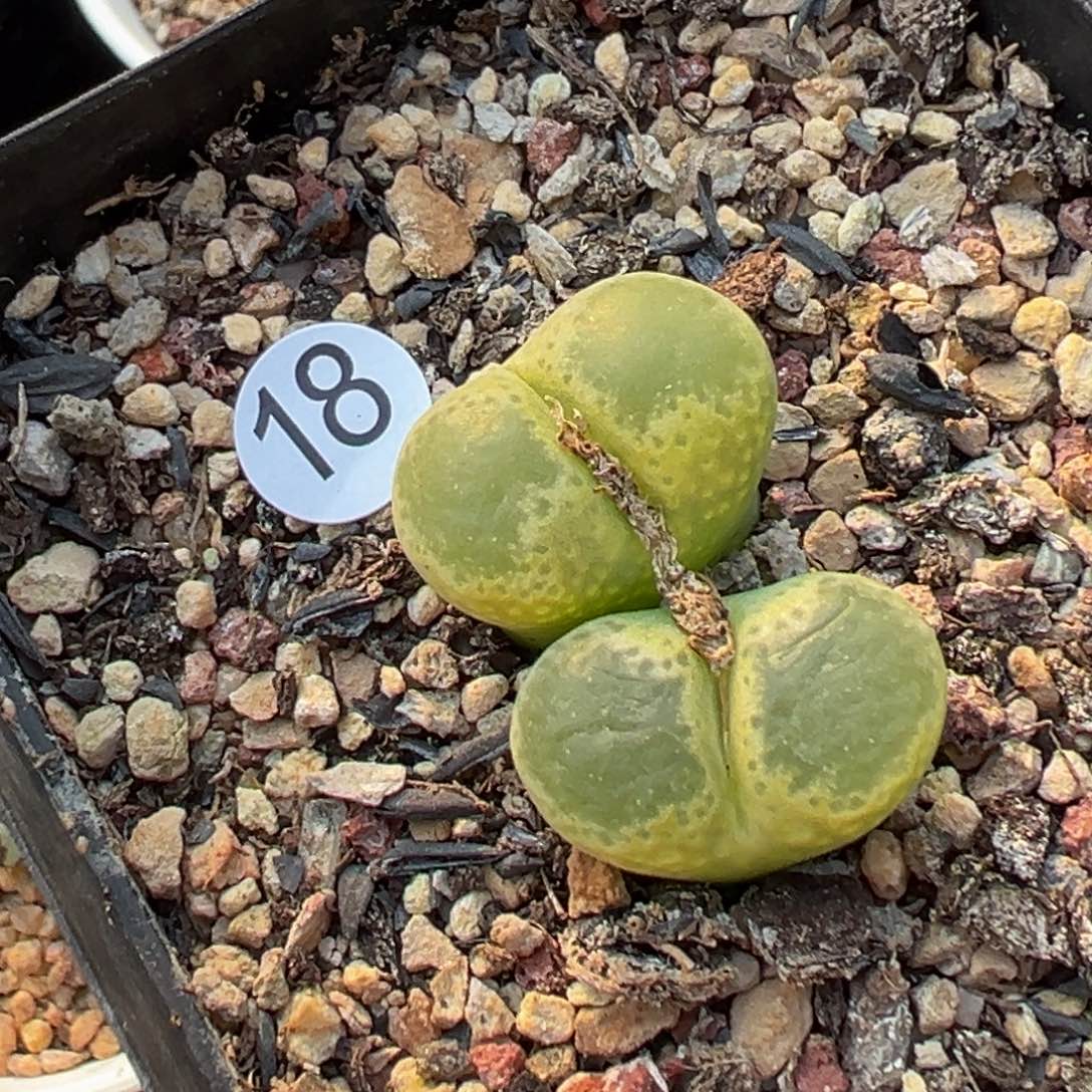 多肉植物111111111111111