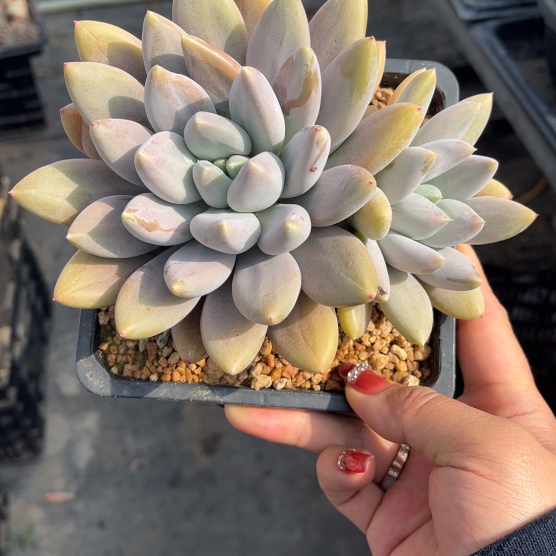 哥特萝莉双头发货