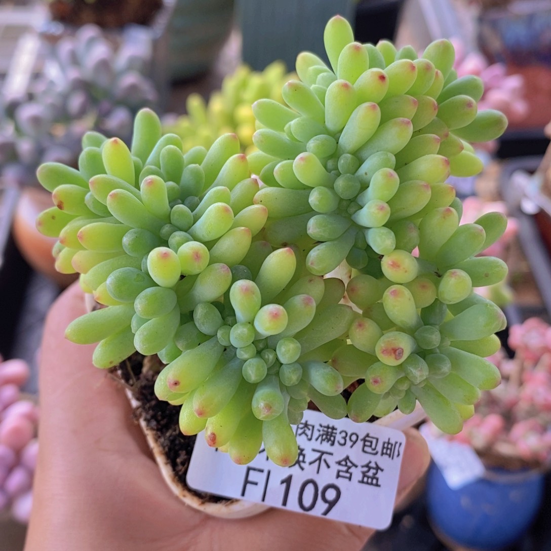 乙女心缀8cm109多肉植物