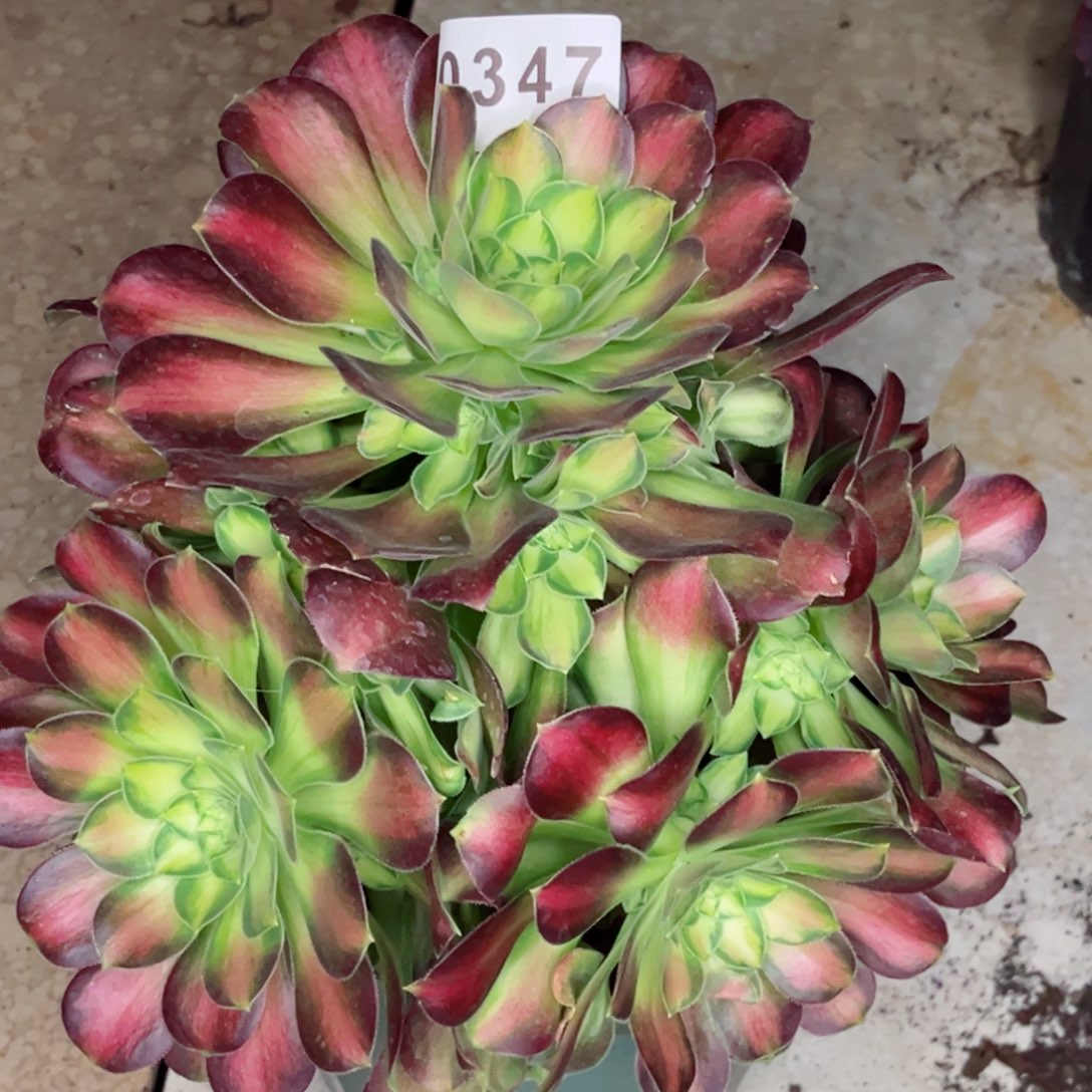 韶华多肉发货发货