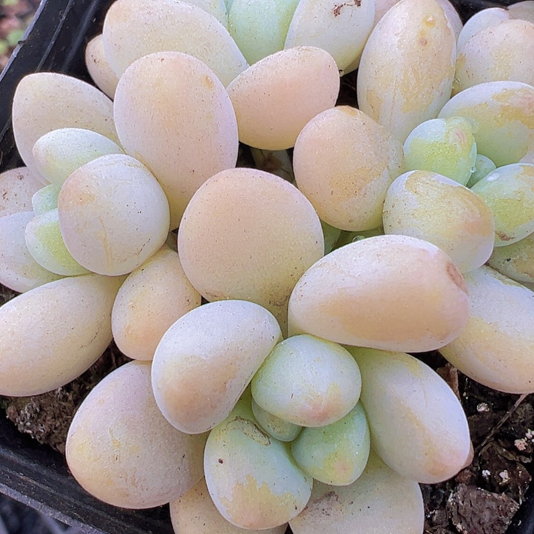 蛋糕奶酪4头19！包邮