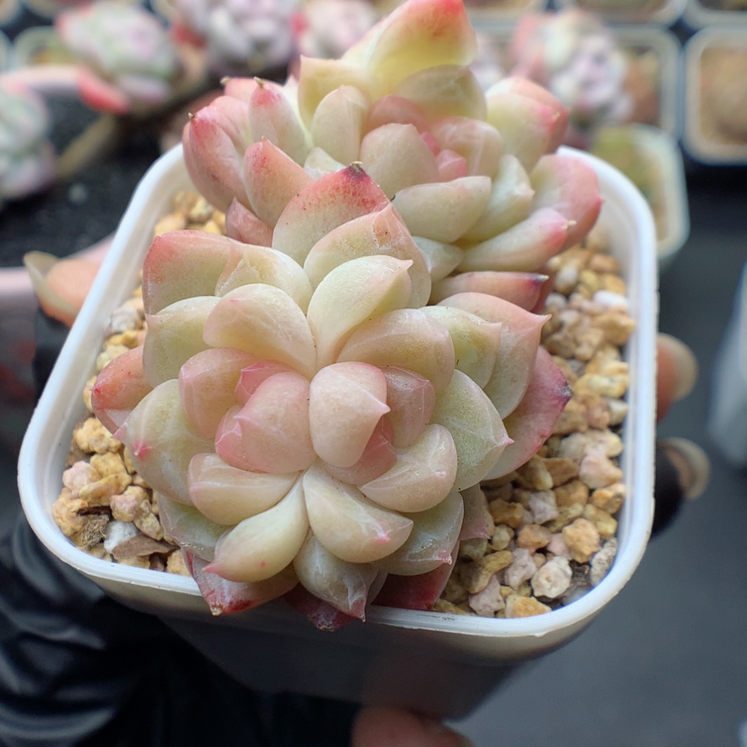 多肉植物。 糖心74