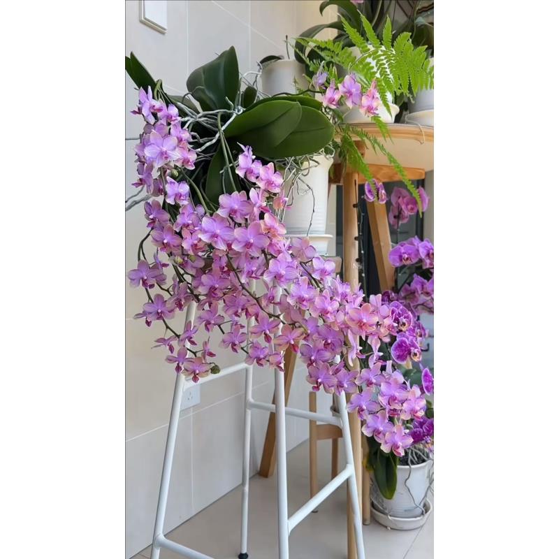 浓香型 带花剑【 韩国水晶】蜡质花 花期7个月左右 开花太香了