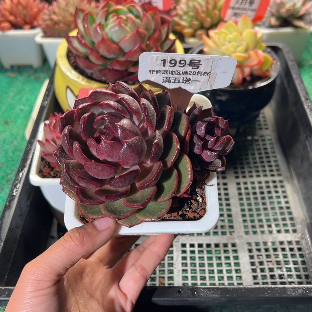 表妹精品多肉植物199.