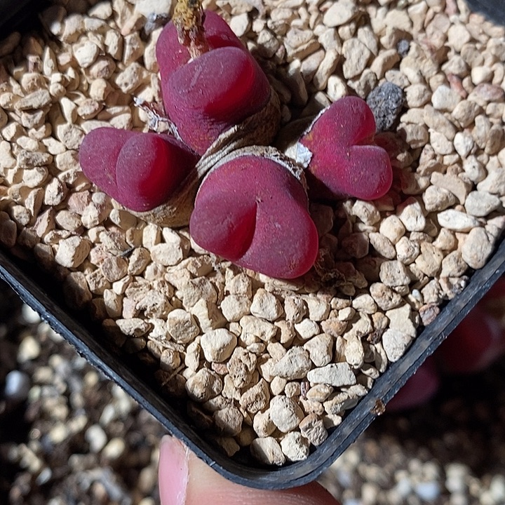 31321。  黑紫带盆丝绒。    