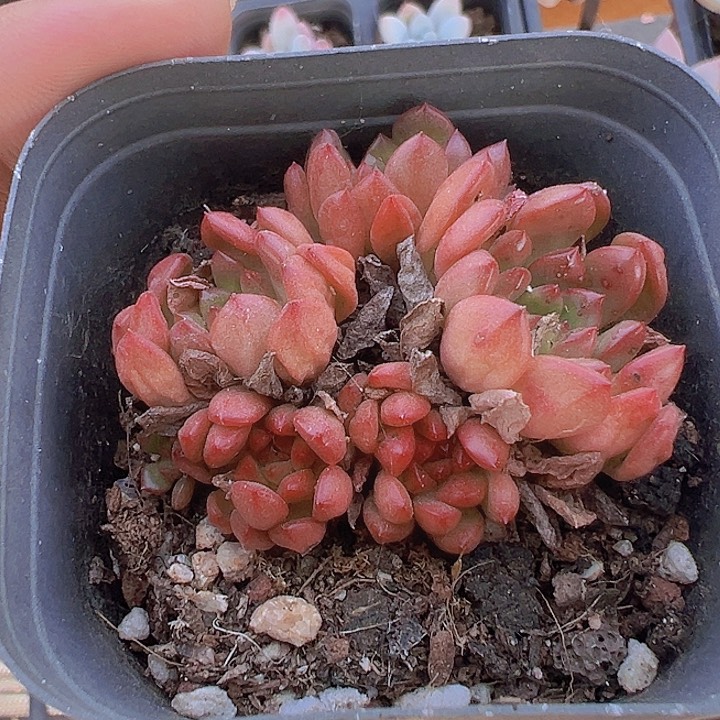 红宝石精品多肉植物大战