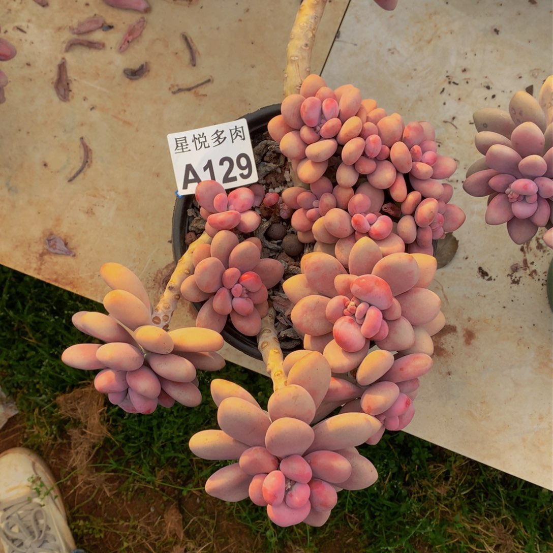 崽**星悦多肉  A129