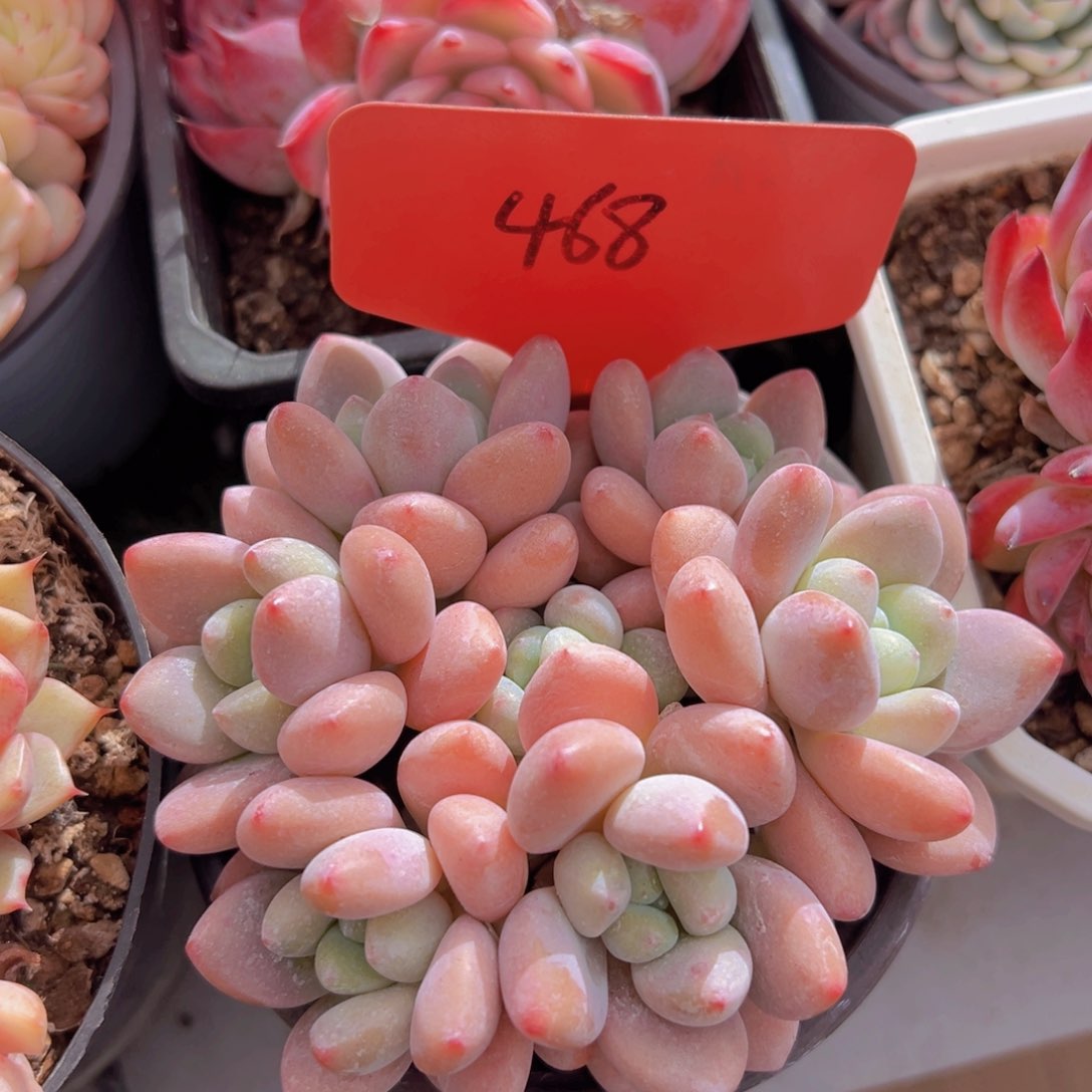 香玉的故事是一个人的