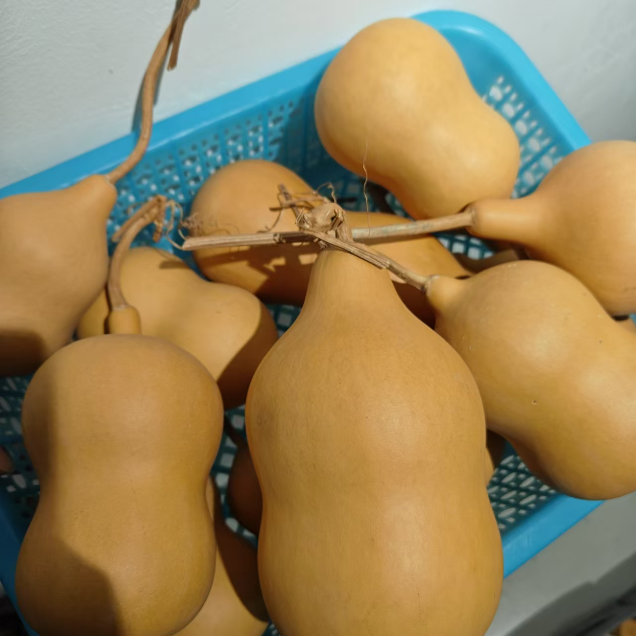 鸣虫用品虫具葫芦本长葫芦直播间专用链接【默认微瑕】