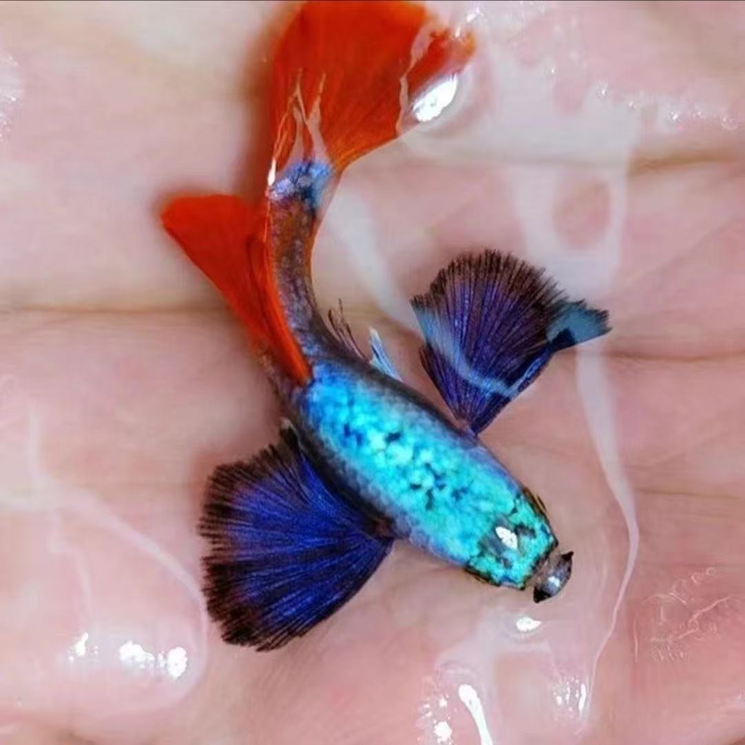 精品鎏金花蝴蝶 F1高端孔雀鱼