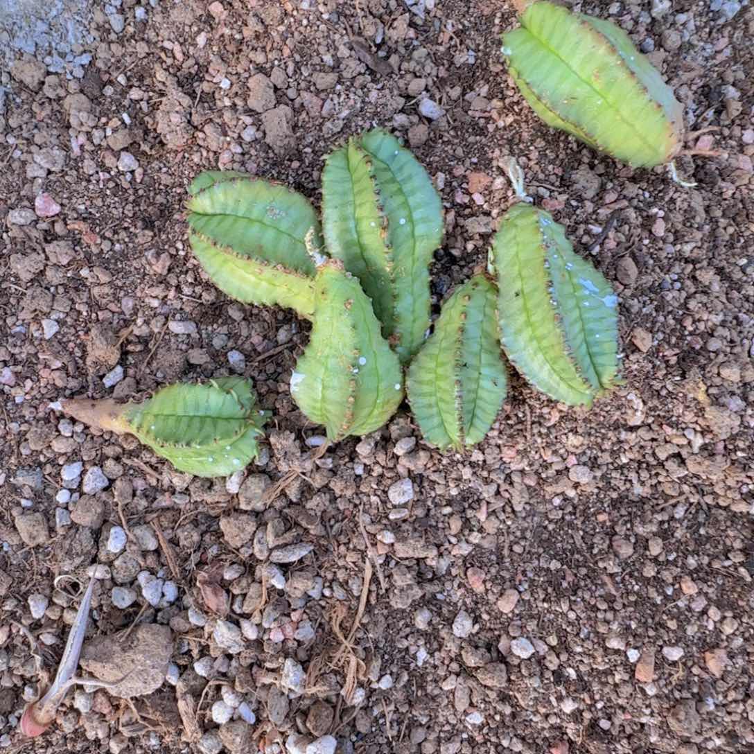 块根植物块根植物