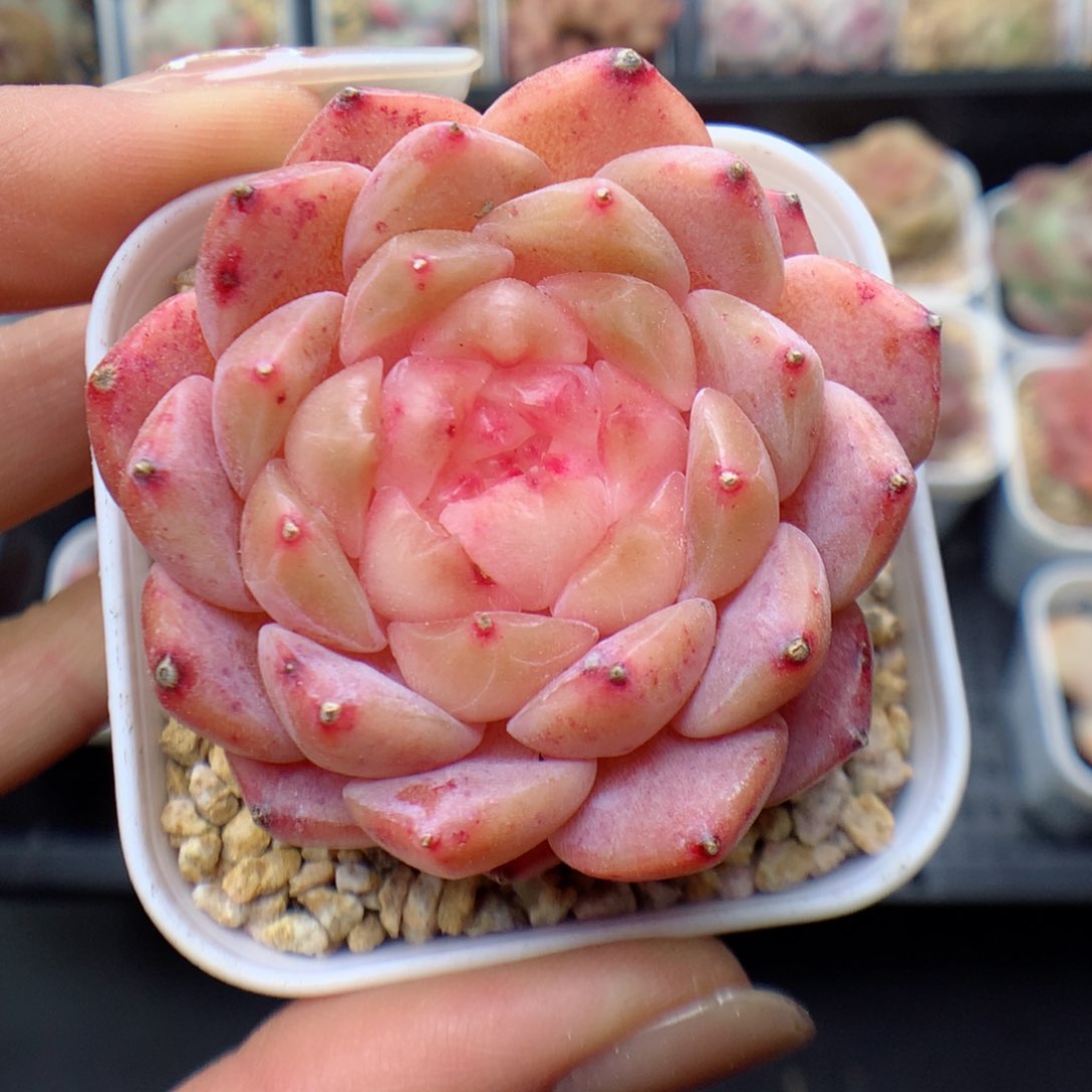 多肉植物。 糖心19