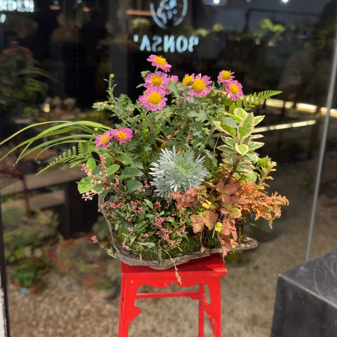 全部花朵山野草日本鞍马石