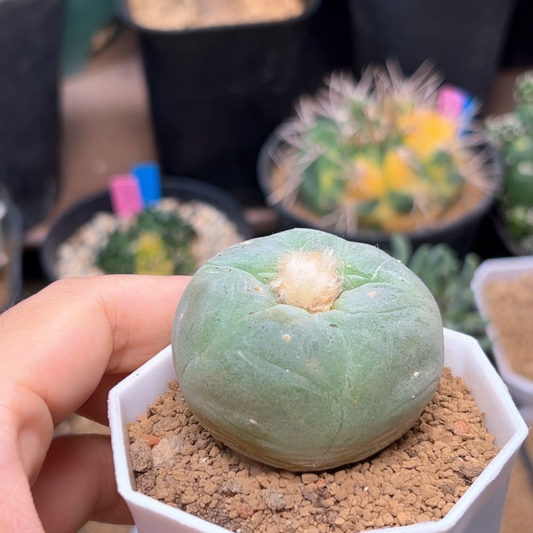 无花朵海鲜实生球一颗