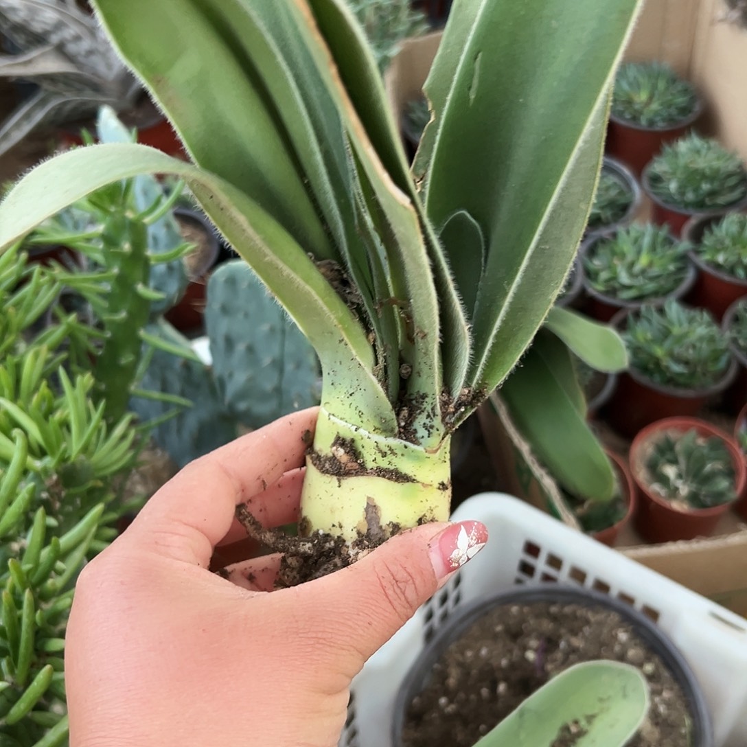 情***钟多肉植物下播福利