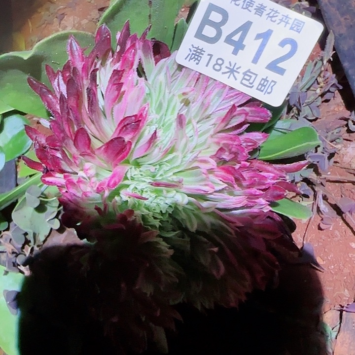 多肉法师金丝局缀化