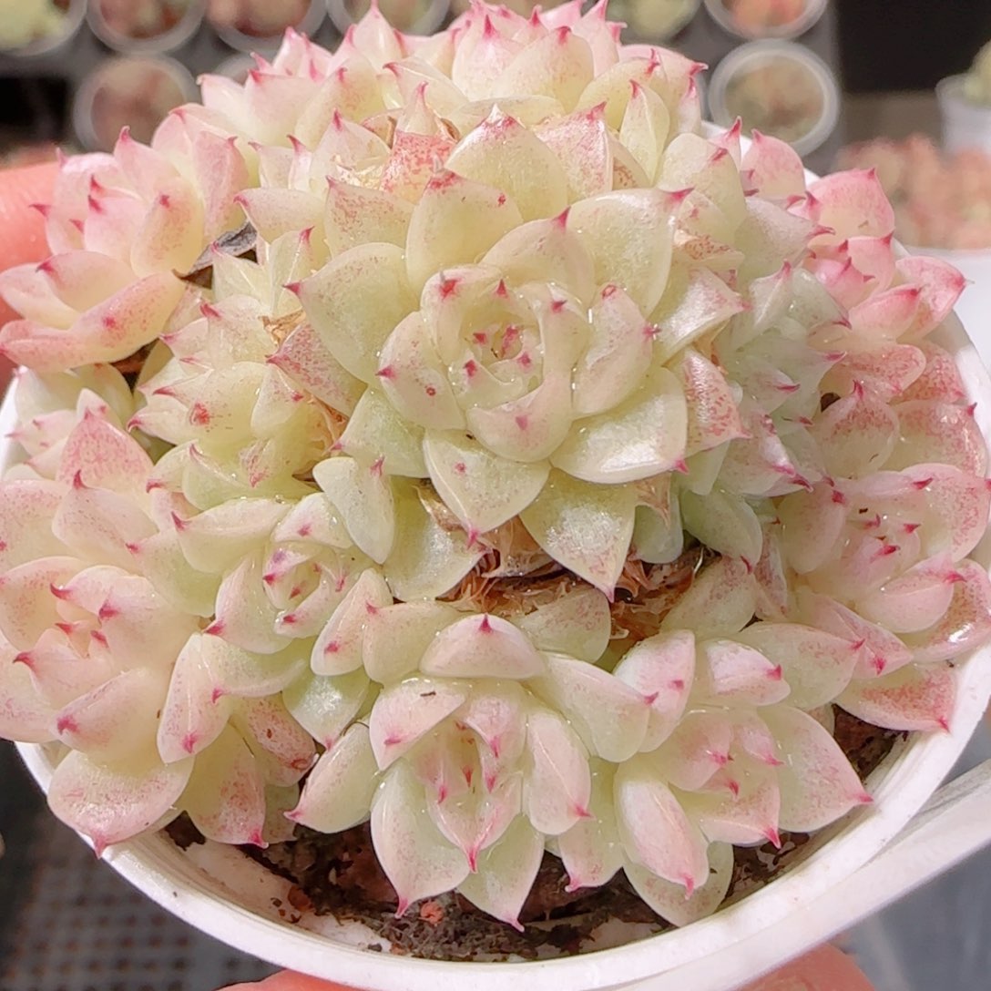 花语逸镜1202-364散