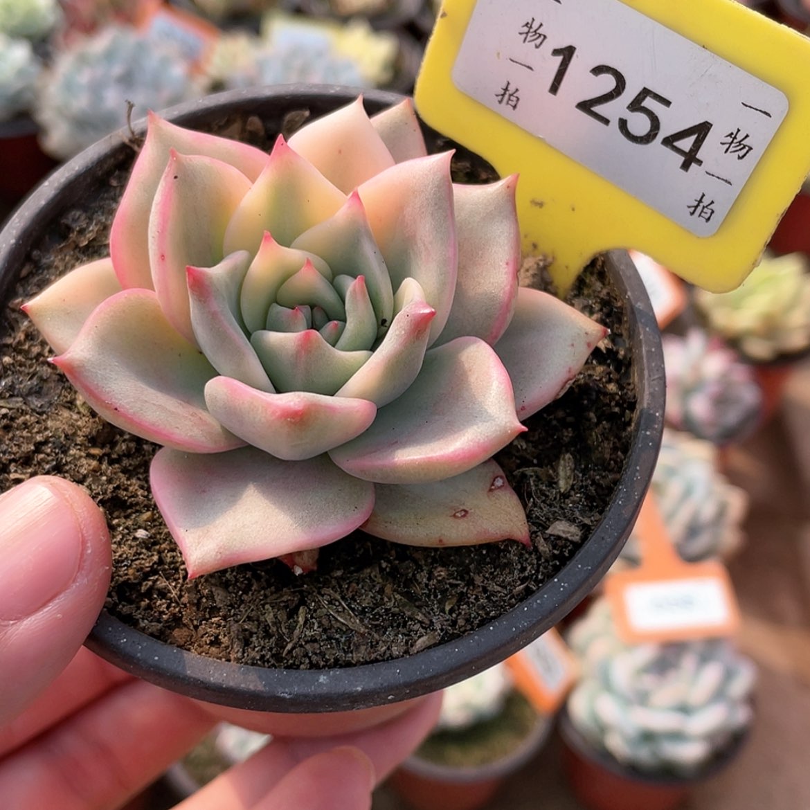 【闪购商品】1254号