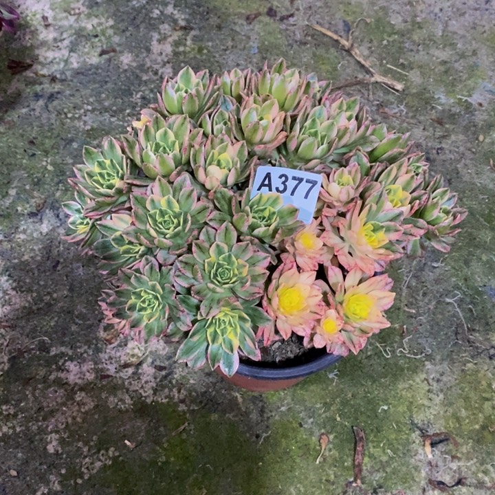 甜茶多肉植物377