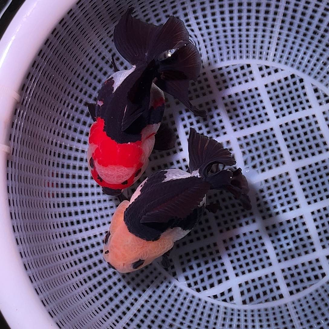 金鱼精品原泰玛丽运费运费顺丰到付