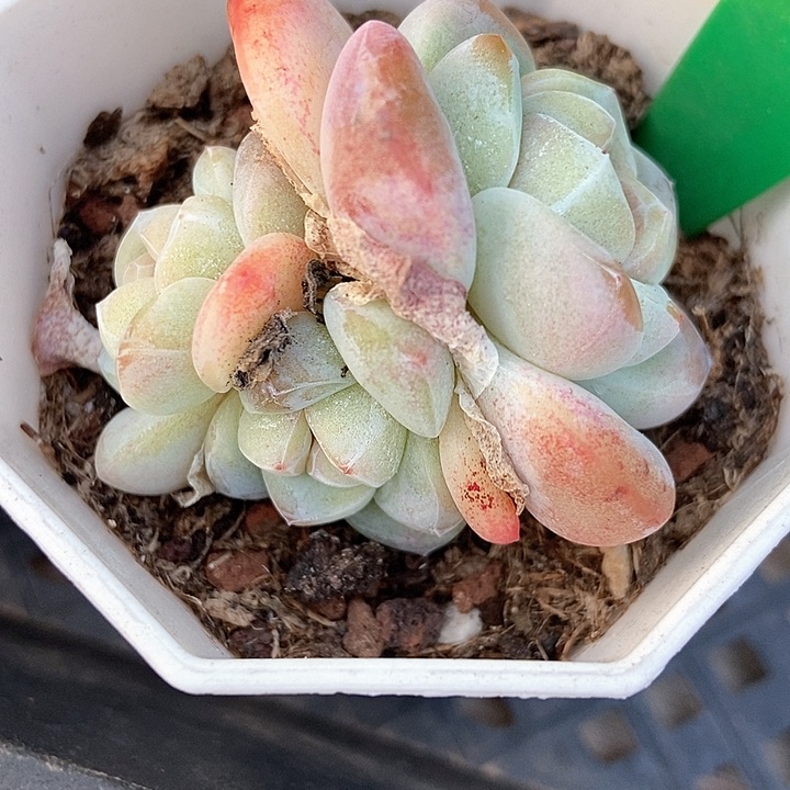 多肉植物冰玉973