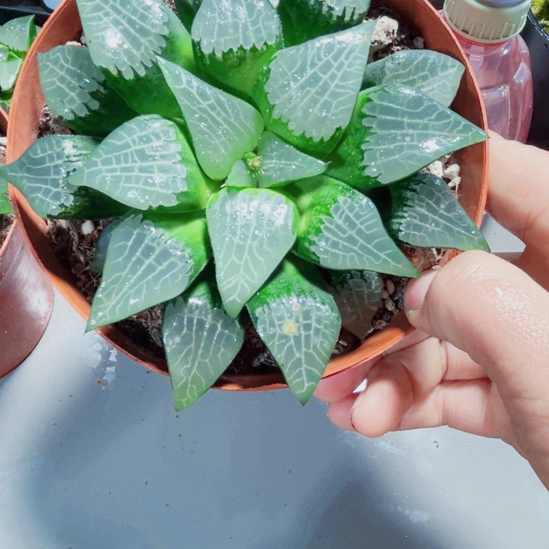 母本大冰河多肉植物