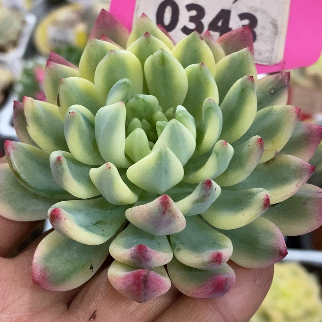 昂***恩343寄养哈哈哈哈哈哈哈