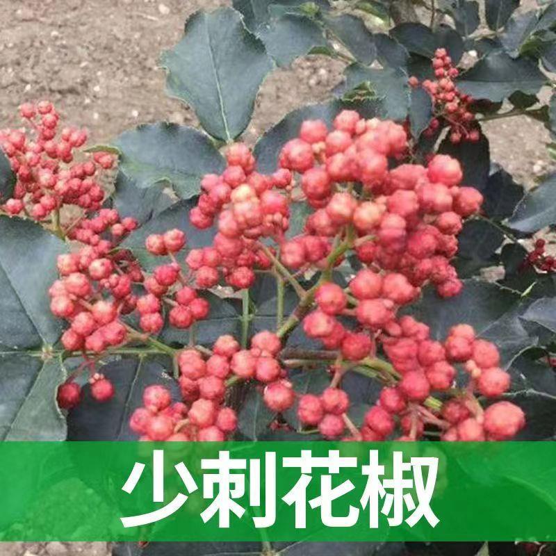 【100颗】花椒树苗少刺大红袍狮子头无刺花椒苗麻椒苗青椒苗