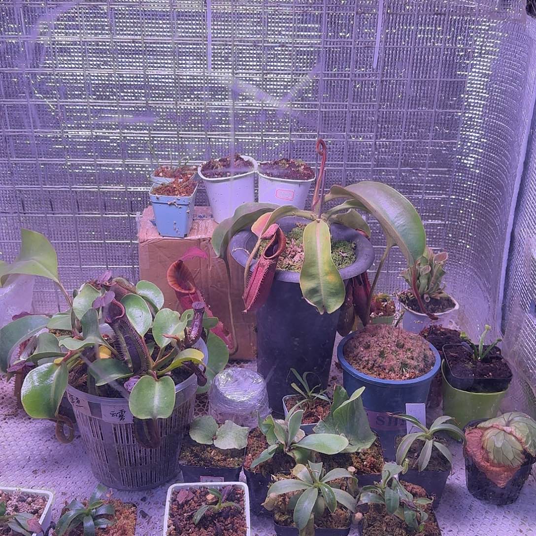 铃***芙无花朵专拍存米链接