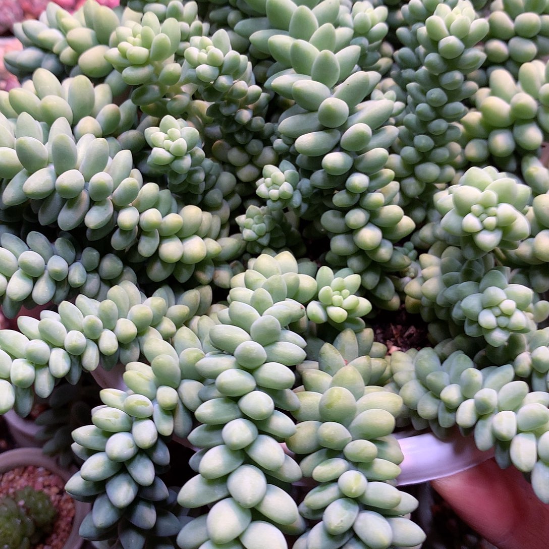 精控拇指盆8.10802