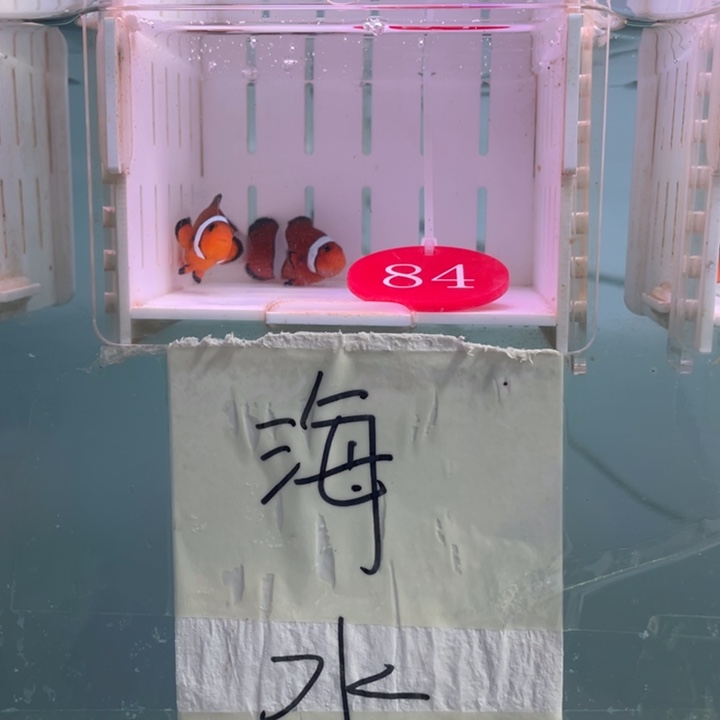 海水鱼精品黑边4-5