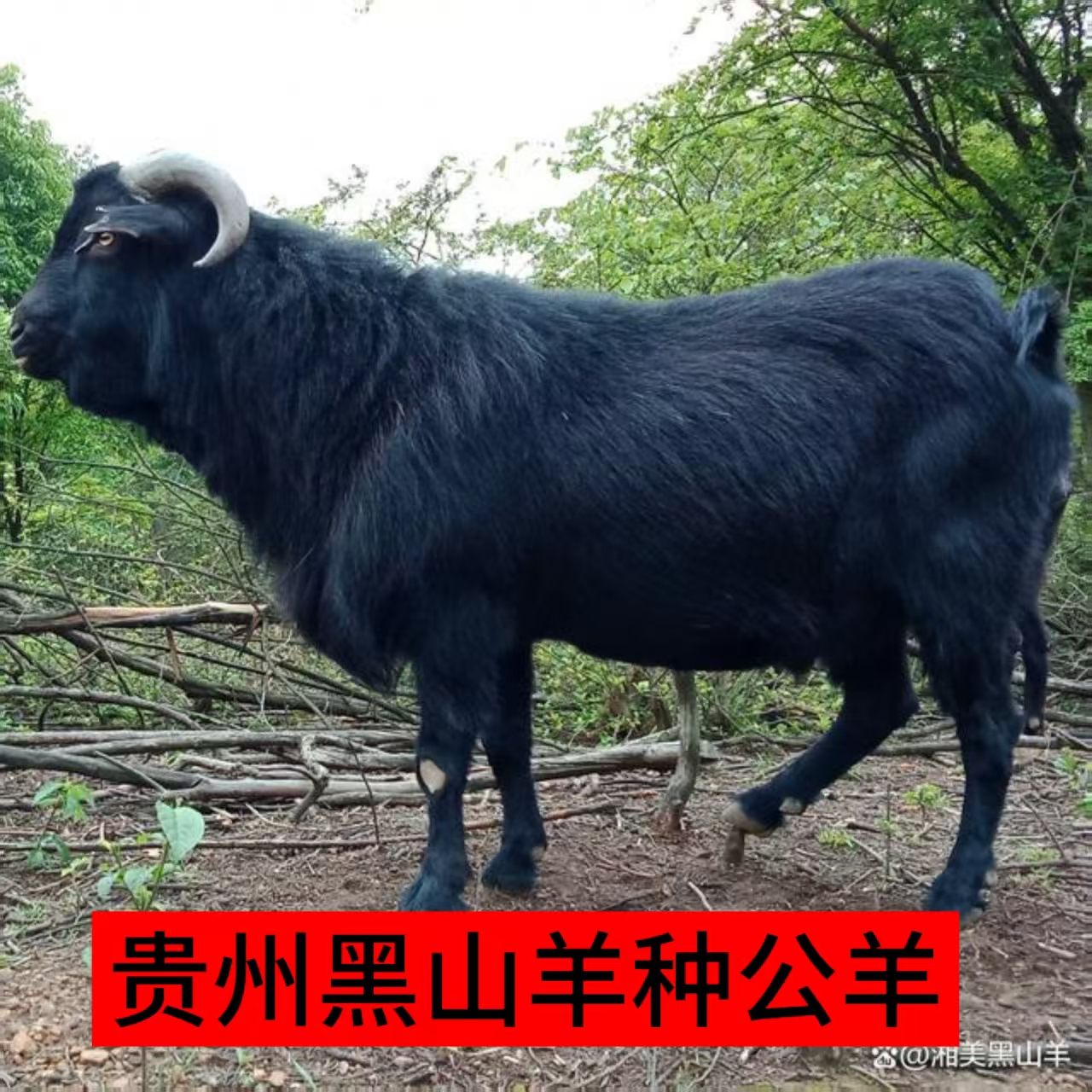 贵州黑山羊特大公羊羊肉半羊，羊排羊腿