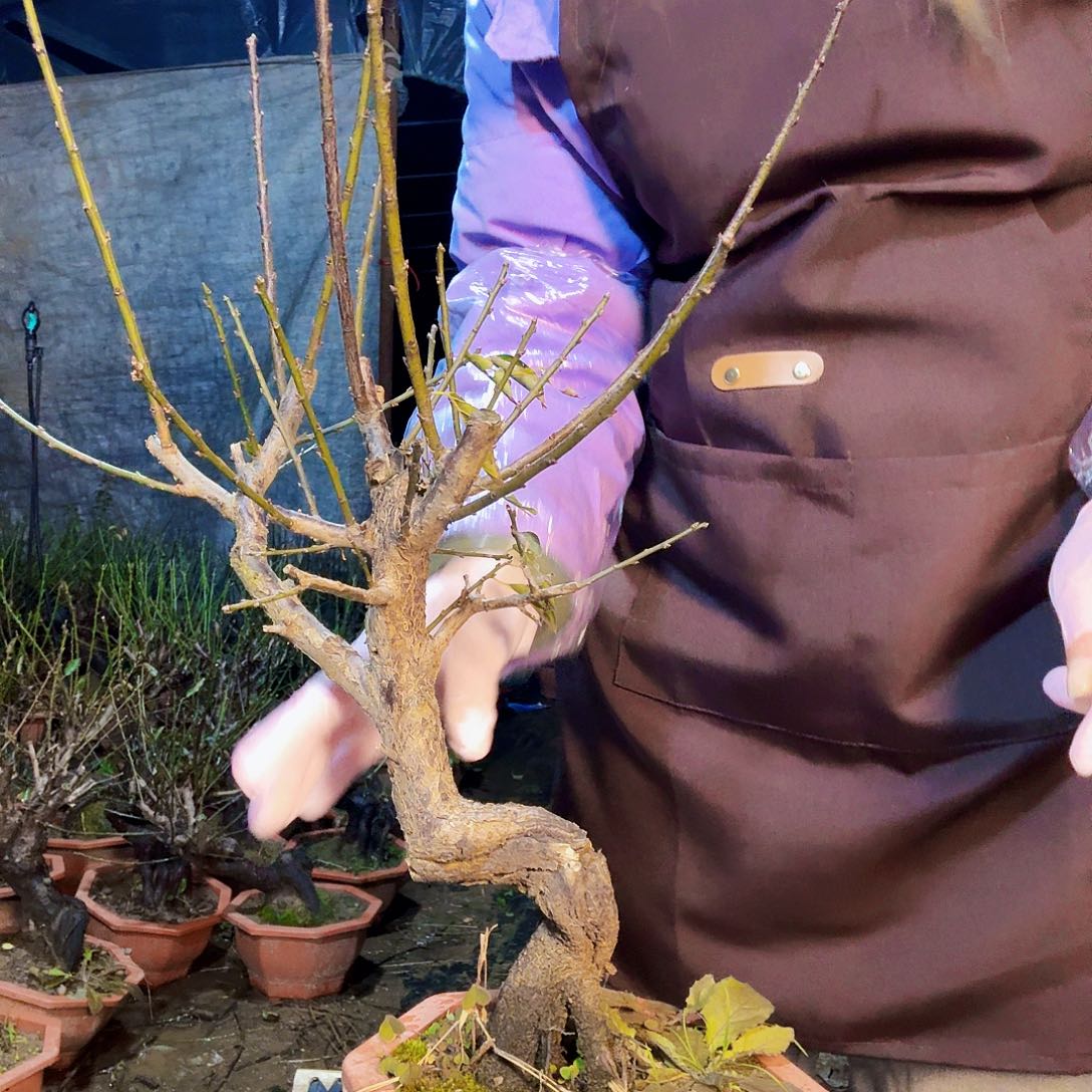 全部花朵梅花的梅花